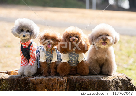 四隻玩具貴賓犬坐 四隻玩具貴賓犬坐 113707048