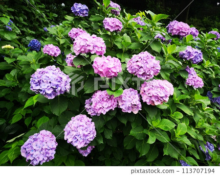 Asukayama公園的繡球花 113707194