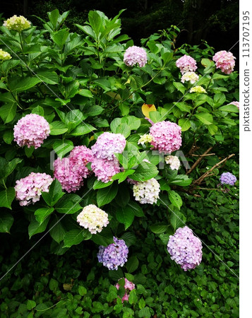 Asukayama公園的繡球花 Asukayama公園的繡球花 113707195