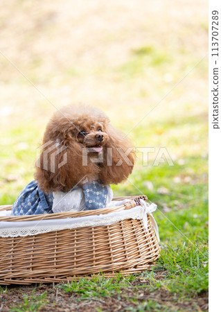 Toy poodle sitting in a basket 113707289