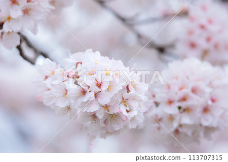 Colorful cherry blossoms shining in the spring sunshine Colorful cherry blossoms shining in the spring sunshine 113707315