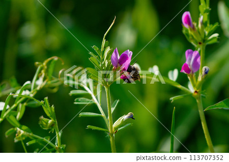 Bean plant blooming Bean plant blooming 113707352