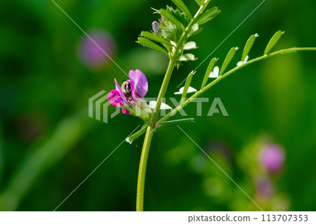 Bean plant blooming 113707353