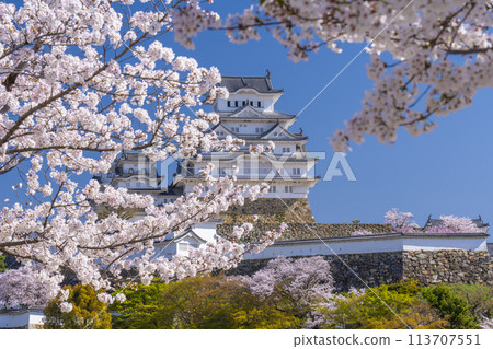 Cherry blossoms in full bloom and Himeji castle Cherry blossoms in full bloom and Himeji castle 113707551