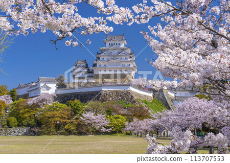 Cherry blossoms in full bloom and Himeji castle 113707553
