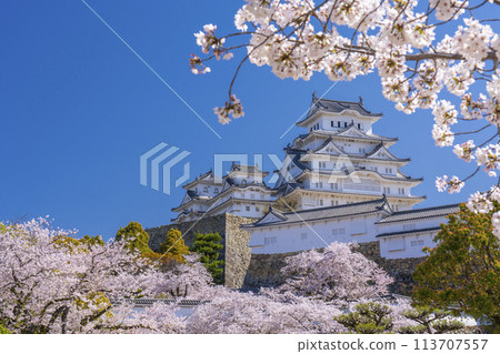 Cherry blossoms in full bloom and Himeji castle 113707557