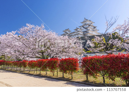 Cherry blossoms in full bloom and Himeji castle 113707558