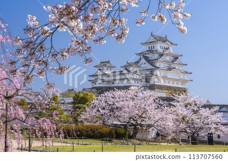 Cherry blossoms in full bloom and Himeji Castle (Nishinomaru) 113707560