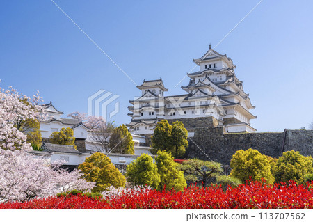 盛開的櫻花和姬路城（西之丸廣場、化妝塔附近） 113707562