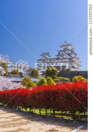 Cherry blossoms in full bloom and Himeji Castle (near the Kesho-yagura turret at Nishinomaru Square) 113707563