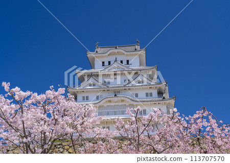 盛開的櫻花和姬路城堡 113707570