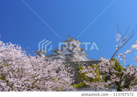 Cherry blossoms in full bloom and Himeji castle 113707572