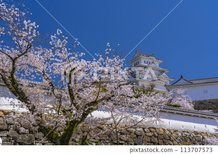 盛開的櫻花和姬路城堡 113707573