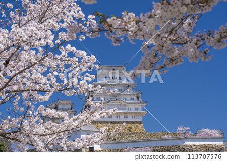 Cherry blossoms in full bloom and Himeji castle Cherry blossoms in full bloom and Himeji castle 113707576
