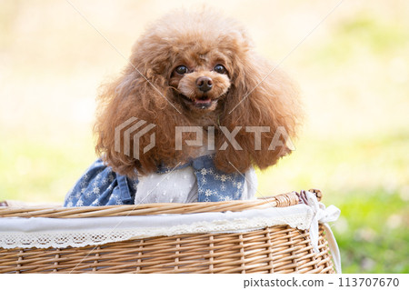 坐在籃子裡的玩具貴賓犬 坐在籃子裡的玩具貴賓犬 113707670