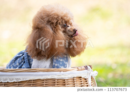 坐在籃子裡的玩具貴賓犬 113707673
