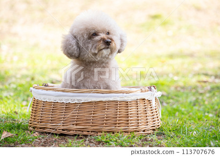 坐在籃子裡的玩具貴賓犬 113707676