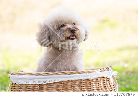 坐在籃子裡的玩具貴賓犬 113707679