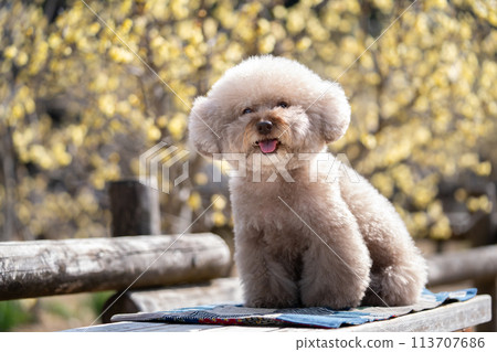 坐在玩具貴賓犬 坐在玩具貴賓犬 113707686