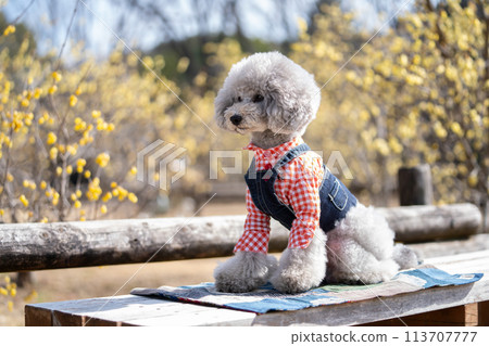 Sitting toy poodle Sitting toy poodle 113707777