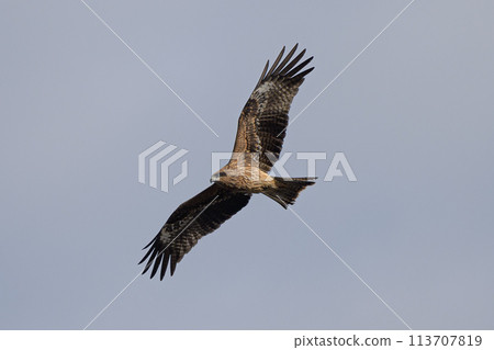 Birds of prey flying in the sky 113707819