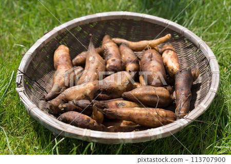 Yacon in a colander 113707900