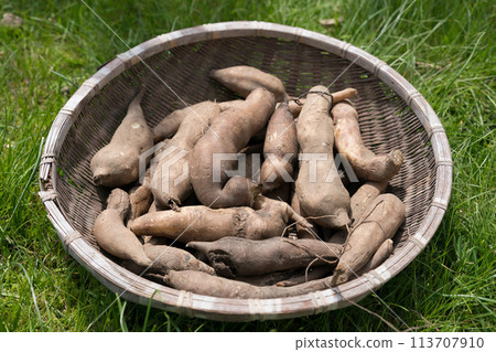 漏勺中的雪蓮果 113707910