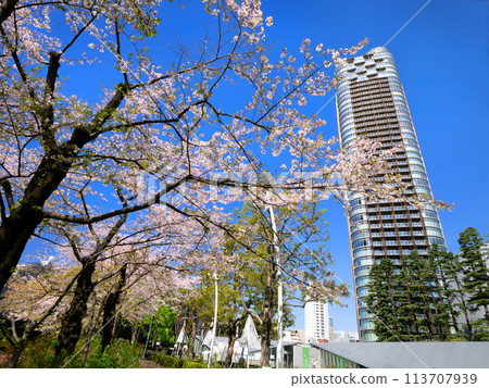Cherry blossoms in full bloom at Midtown Garden, Tokyo 113707939