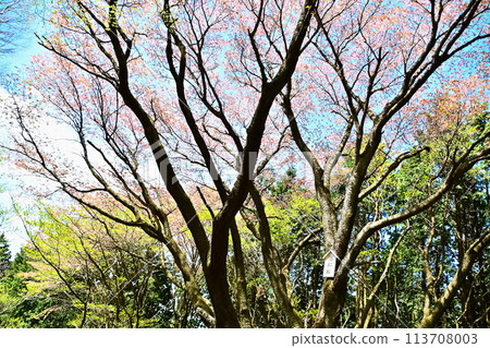 福知山的昭和櫻花 福知山的昭和櫻花 113708003