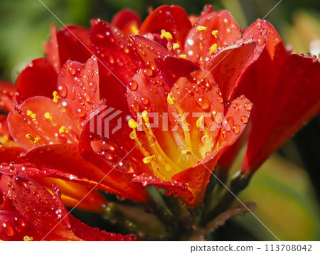 Vibrant Clivia with water droplets Vibrant Clivia with water droplets 113708042