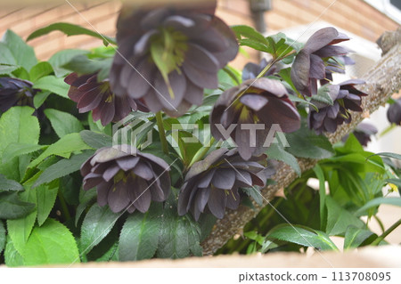 Christmas rose 113708095