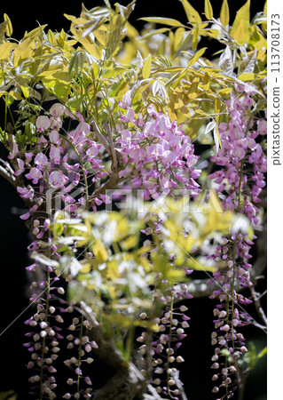 Spectacular view of spring flower wisteria blooming in the ancient forest 113708173