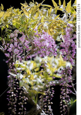 Spectacular view of spring flower wisteria blooming in the ancient forest Spectacular view of spring flower wisteria blooming in the ancient forest 113708174