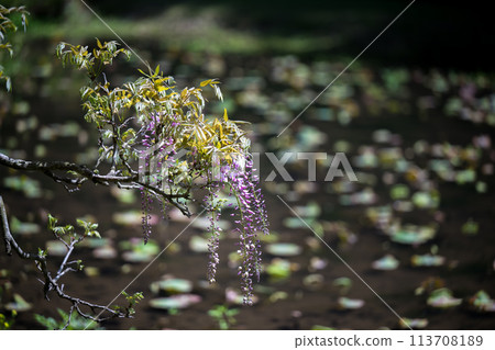 Spectacular view of spring flower wisteria blooming in the ancient forest Spectacular view of spring flower wisteria blooming in the ancient forest 113708189