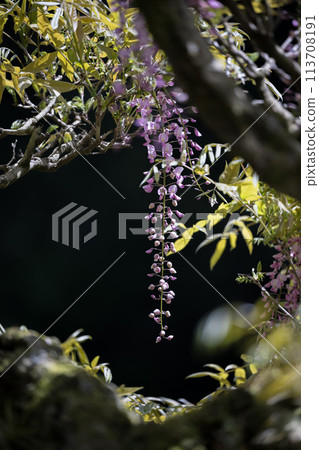 Spectacular view of spring flower wisteria blooming in the ancient forest 113708191