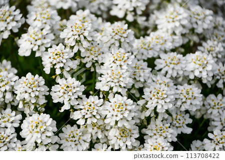 Tokiwanazuna Tokiwanazuna 113708422