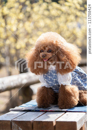 坐玩具貴賓犬 113708424