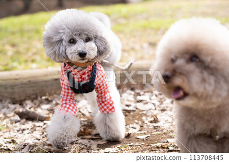 2玩具貴賓犬 113708445