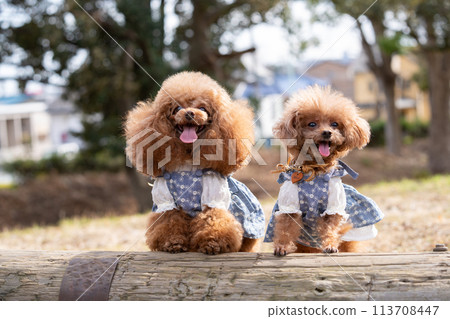 Two sitting toy poodles 113708447