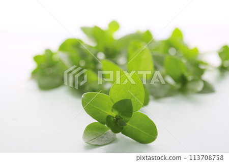 Chickweed leaves, spring vegetables 113708758