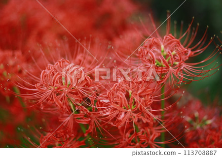 red cluster amaryllis or red spider lily  113708887