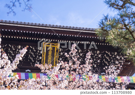Kyoto Kurodani Konkai Komyoji Temple's mountain gate and cherry blossoms in full bloom 113708980