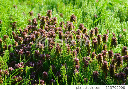 Himeodoricoso（公主舞蹈） 113709008