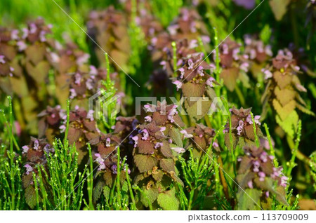 春天田野裡的姬舞草 春天田野裡的姬舞草 113709009