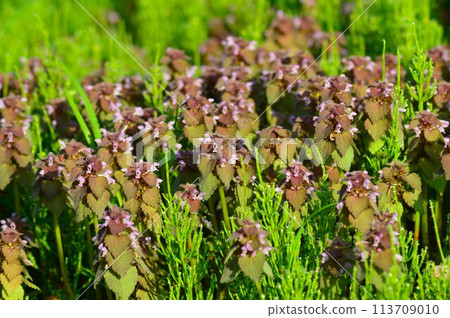 春天田野裡的姬舞草 春天田野裡的姬舞草 113709010