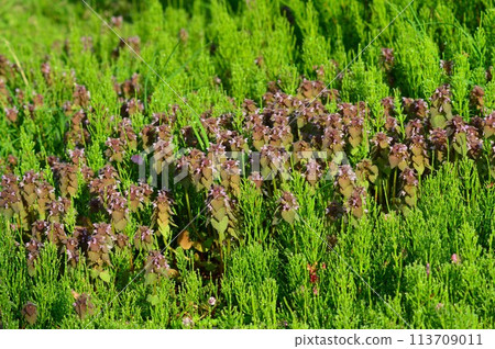 Lamium purpurea blooming on the edge of a rice field Lamium purpurea blooming on the edge of a rice field 113709011
