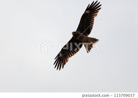 Flying in the sky 113709037