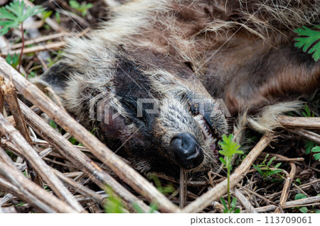 Raccoon carcass 113709061