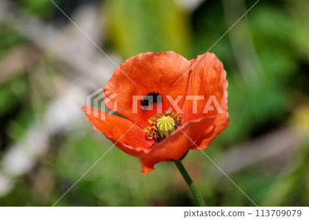 橘色的罌粟花正在盛開 橘色的罌粟花正在盛開 113709079