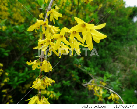連翹花 113709177